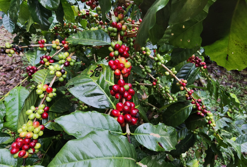 The Brain-Boosting Benefits of Coffee Fruit Extract